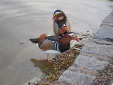 The birds in England are beautiful!  We saw many different types -- maybe I don't pay attention enough in the States, but I don't recall seeing birds with so many colors.