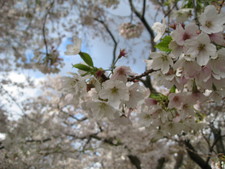 Trees and flowers were just starting to blossom!