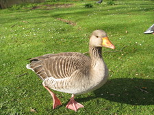 There are some absolutely beautiful birds in England.