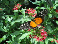 I've been to a couple butterfly gardens, and...