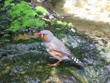 There were some really colorful birds as well!