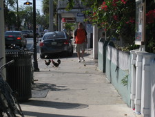 A full chicken family walking down Duval street -- mom, dad and chicklets...