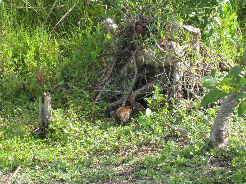 We also got to see a baby bunny snacking!