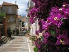 Bougainvillea in Cannes, France.

June 6, 2008