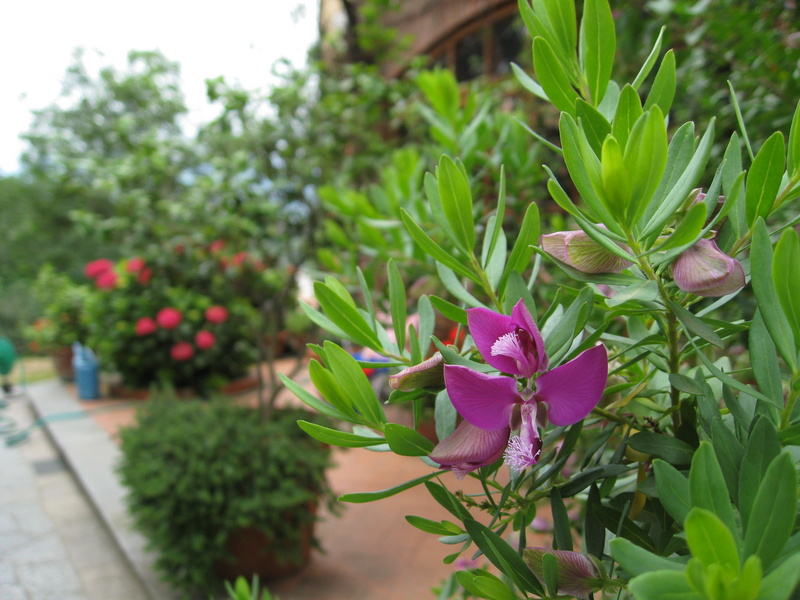 Outside the farmhouse/winery in Tuscany, France.

June 7, 2008