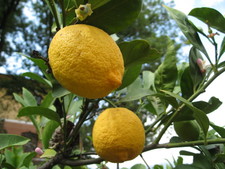 Delicious, ripe lemons on the grounds of the winery.