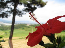 A flower and tree overlooking the vineyards in Tuscany.