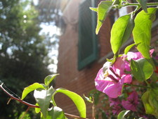 Sunlight shimmers down upon the vines & flowers on the farmhouse.