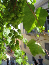 Grapes grow on a wall near the Acropolis in Athens, Greece.

June 10, 2008