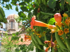 A view of a church through the brush & flowers in Athens.

June 10, 2008