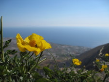 from Santorini, Greece.

