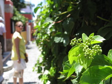 An interesting closeup of this bush, while Melanie checks me out in Santorini! ;)