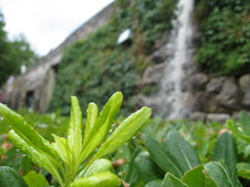 After a hefty rain in Dubrovnik, a drain creates a waterfall while water beads on some bushes.