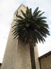 A cool view of the bell tower and a palm tree in the center of St. Paul.