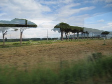 On our way back, we saw Umbrella Pines, very popular in Italy.  I don't ever recall seeing them in the States?!?