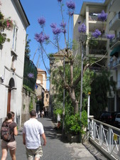 Walking the alleys and streets, you could smell jasmine, and many other fragrances in the air.  

Here's a cool shot of some purpleness in bloom! ;)