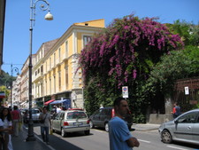 A beautiful bougainvillea...