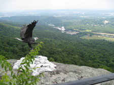 Look how that bird landed just as daddy took this photo!  Oh wait, it's fake... ;(