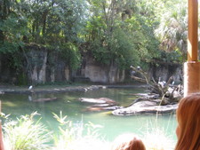 Today's Safari was one of the best we'd been on -- all of the animals were visible, here's some hippos.