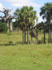 A giraffe in the trees.