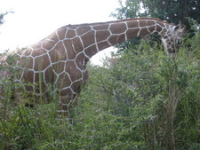 The giraffes were literally right off the road, and wow, were they big!