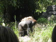 After the Safari, we stopped by and saw the Gorillas.  This guys was putting on a show...