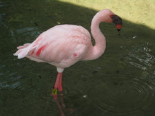 Wow, check out his eyes -- here's a flamingo for you.