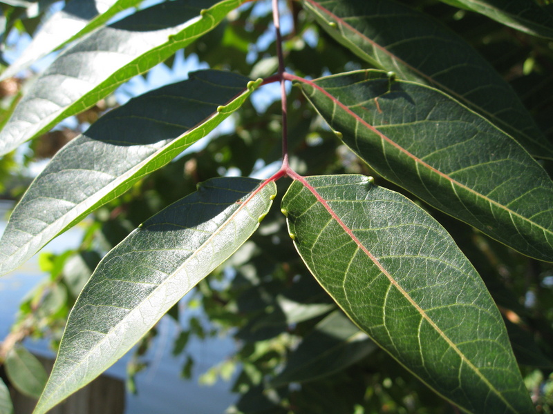 Close up of more leaves.