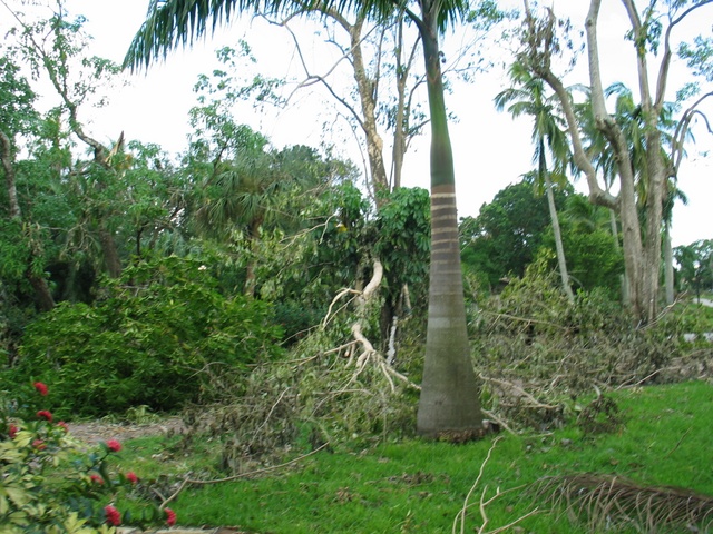 Yep, there's a driveway under those tree branches.  Charly chainsawed the trees for a couple of hours to clear out a path for our motorhome and Jeep.