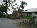 Completely uprooted, and laying on the house.