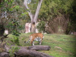 the tiger, my favorite animal