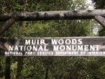 First day in Cali. we went to Muir Woods where they have gigantic trees!