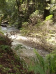 view of the river from inside the woods