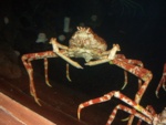 a huge crab!!!!