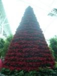 a poinsettia tree.. just for my mom cuz she is obsessed with them