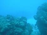 A look at some of the coral reefs...